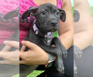 American Pit Bull Terrier-Unknown Mix Dogs for adoption in Miami, FL, USA