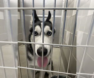 Siberian Husky-Unknown Mix Dogs for adoption in Las Vegas, NV, USA