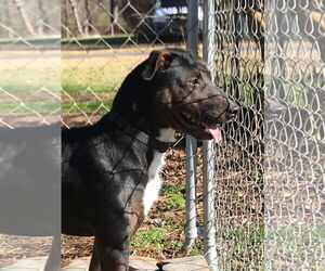 Doberman Pinscher-Labrador Retriever Mix Dogs for adoption in Crossville, AL, USA