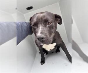 Mutt Dogs for adoption in Houston, TX, USA