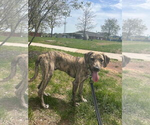 Mutt Dogs for adoption in Bridgewater, NJ, USA