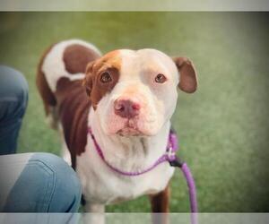 American Pit Bull Terrier-Unknown Mix Dogs for adoption in Orlando, FL, USA