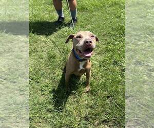 Mutt Dogs for adoption in Abbeville, LA, USA