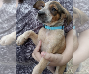 Black Mouth Cur-Unknown Mix Dogs for adoption in McKinney, TX, USA