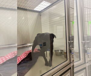 Pug Dogs for adoption in Upland, CA, USA