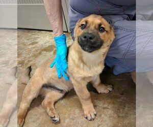 Mutt Dogs for adoption in SHERBURNE, NY, USA