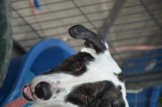 Medium Photo #1 Great Dane-Unknown Mix Puppy For Sale in Lakeport, CA, USA