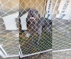 Neapolitan Mastiff Dogs for adoption in San Pablo, CA, USA
