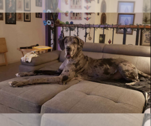 Great Dane Dogs for adoption in Anchorage, AK, USA