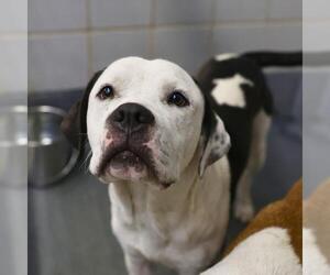 American Staffordshire Terrier-Unknown Mix Dogs for adoption in San Antonio, TX, USA
