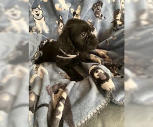 Pug-Shih Tzu Mix Dogs for adoption in Lakewood, CO, USA