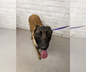 Mutt Dogs for adoption in San Bernardino, CA, USA