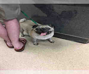 Pug Dogs for adoption in Plano, TX, USA