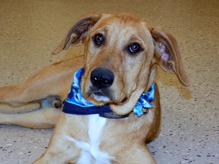 Medium Photo #1 Labrador Retriever-Redbone Coonhound Mix Puppy For Sale in York, SC, USA