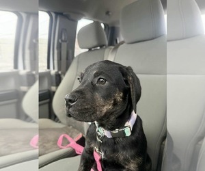 Boxer-Unknown Mix Dogs for adoption in Duluth, MN, USA