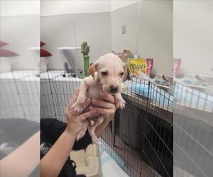 Chihuahua Dogs for adoption in Tracy, CA, USA