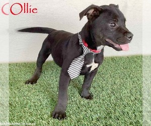 American Staffordshire Terrier-Unknown Mix Dogs for adoption in San Diego, CA, USA