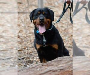 Rottweiler Dogs for adoption in Monkton, MD, USA