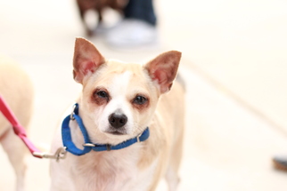 Chihuahua-Unknown Mix Dogs for adoption in Morganville, NJ, USA