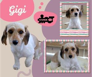Dachshund-Unknown Mix Dogs for adoption in Lindsay, CA, USA