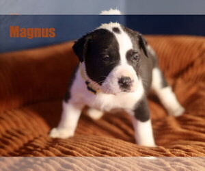American Staffordshire Terrier-Unknown Mix Dogs for adoption in Duluth, MN, USA