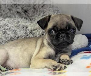 Pug Dogs for adoption in San Clemente, CA, USA