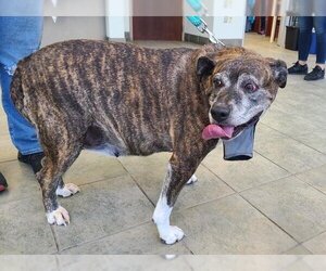 American Pit Bull Terrier-Collie Mix Dogs for adoption in Denison, TX, USA