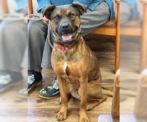 American Pit Bull Terrier-Unknown Mix Dogs for adoption in Polson, MT, USA