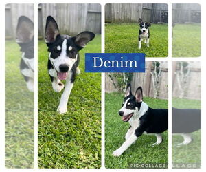 Great Pyrenees-Unknown Mix Dogs for adoption in Dumont, NJ, USA