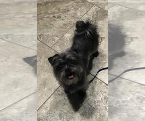 Malchi Dogs for adoption in Oviedo, FL, USA