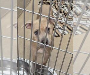 American Pit Bull Terrier Dogs for adoption in Decatur, IL, USA