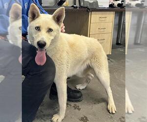 German Shepherd Dog Dogs for adoption in Camarillo, CA, USA