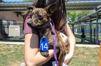 Chipin Dogs for adoption in Houston, TX, USA