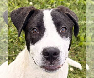 Mutt Dogs for adoption in Jefferson, WI, USA