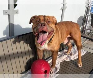 Dogue de Bordeaux-Unknown Mix Dogs for adoption in Berkeley , CA, USA