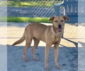 Labrador Retriever-Unknown Mix Dogs for adoption in Conroe, TX, USA