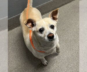 Cardigan Welsh Corgi-Chihuahua Mix Dogs for adoption in Las Vegas, NV, USA