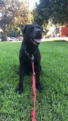 American Pit Bull Terrier-Labrador Retriever Mix Dogs for adoption in Carmichael, CA, USA