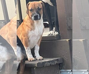 Beagle-Mountain Cur Mix Dogs for adoption in Ridgefield, CT, USA