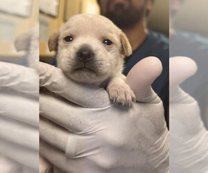 Mutt Dogs for adoption in Riverside, CA, USA