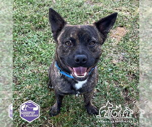 Staffordshire Bull Terrier-Unknown Mix Dogs for adoption in Irvine, CA, USA