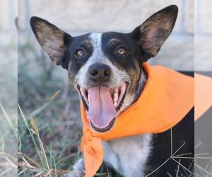 Mutt Dogs for adoption in San Antonio, TX, USA