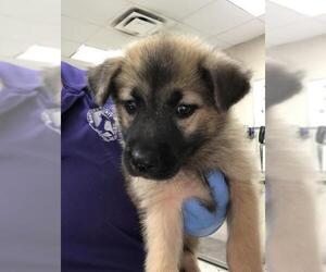 German Shepherd Dog-Unknown Mix Dogs for adoption in Conroe, TX, USA