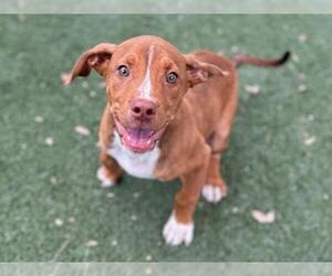 Labrador Retriever-Unknown Mix Dogs for adoption in Texas City, TX, USA