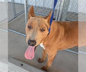 Basenji-Unknown Mix Dogs for adoption in Bakersfield, CA, USA