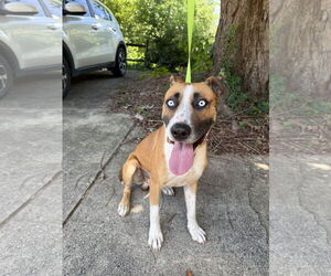 Boxer-Huskies  Mix Dogs for adoption in Albemarle, NC, USA