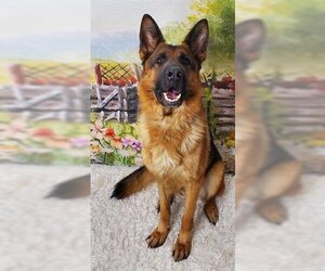 German Shepherd Dog Dogs for adoption in Henderson, NV, USA