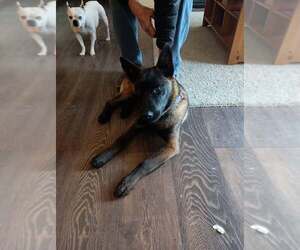 Mutt Dogs for adoption in Seattle, WA, USA
