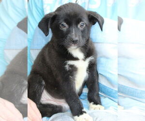 Labrador Retriever-Unknown Mix Dogs for adoption in Prattville, AL, USA