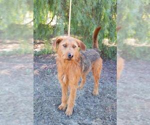 Airedale Terrier Dogs for adoption in El Cajon, CA, USA